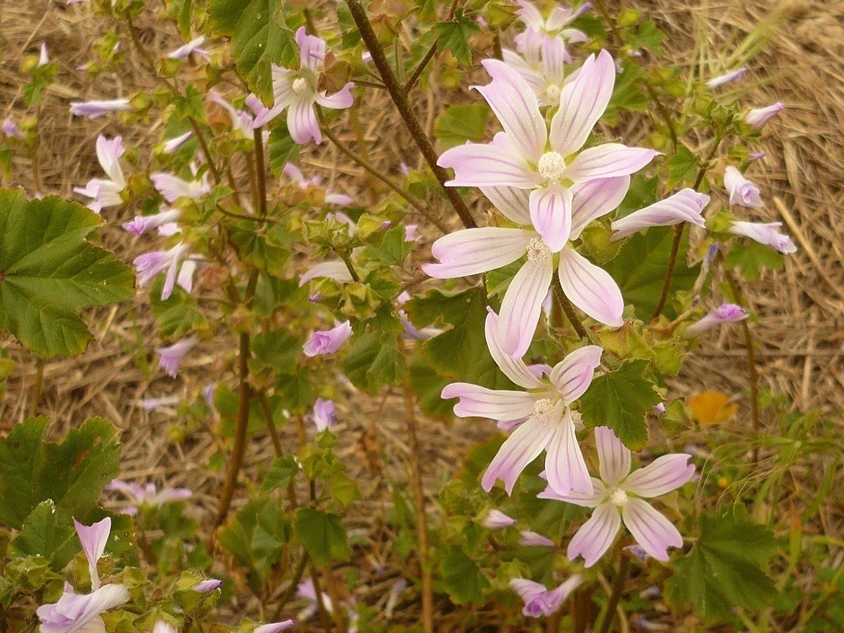 Malva multiflora (Malvaceae)